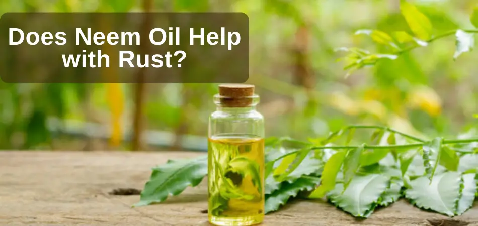 Does Neem Oil Help with Rust