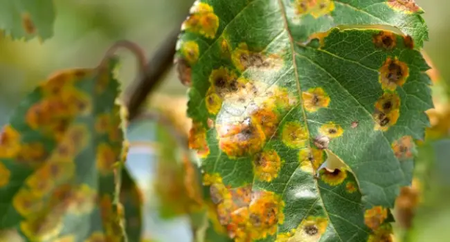 Symptoms of Rust in Leaves