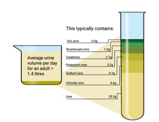 Contents of Urine